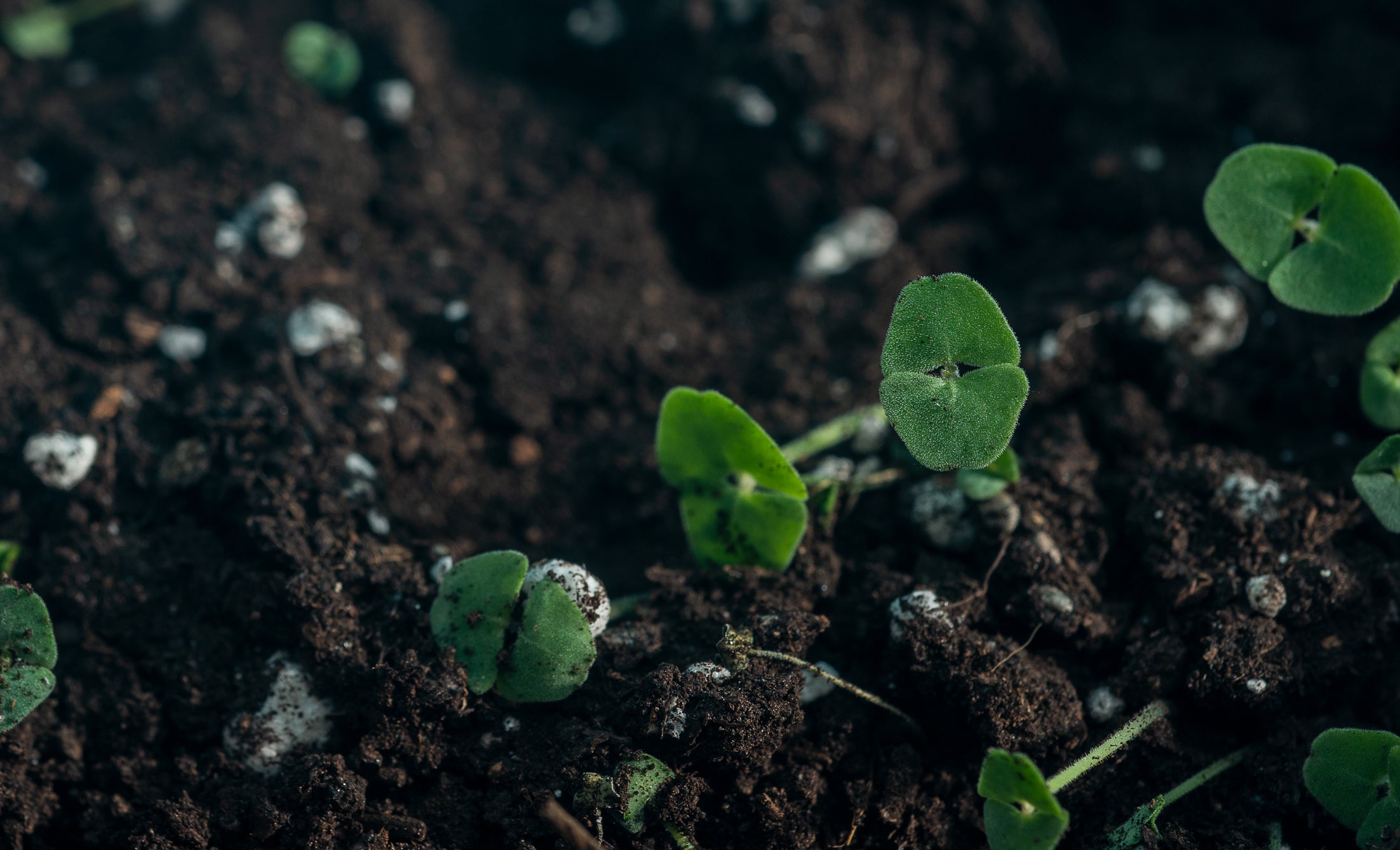 petits becs verts dans la terre