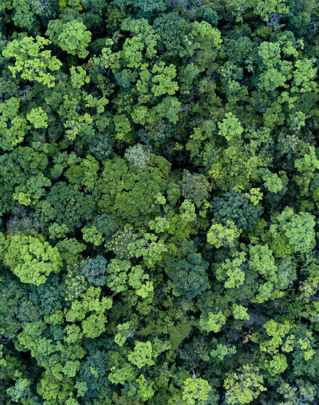 Une image de forêt