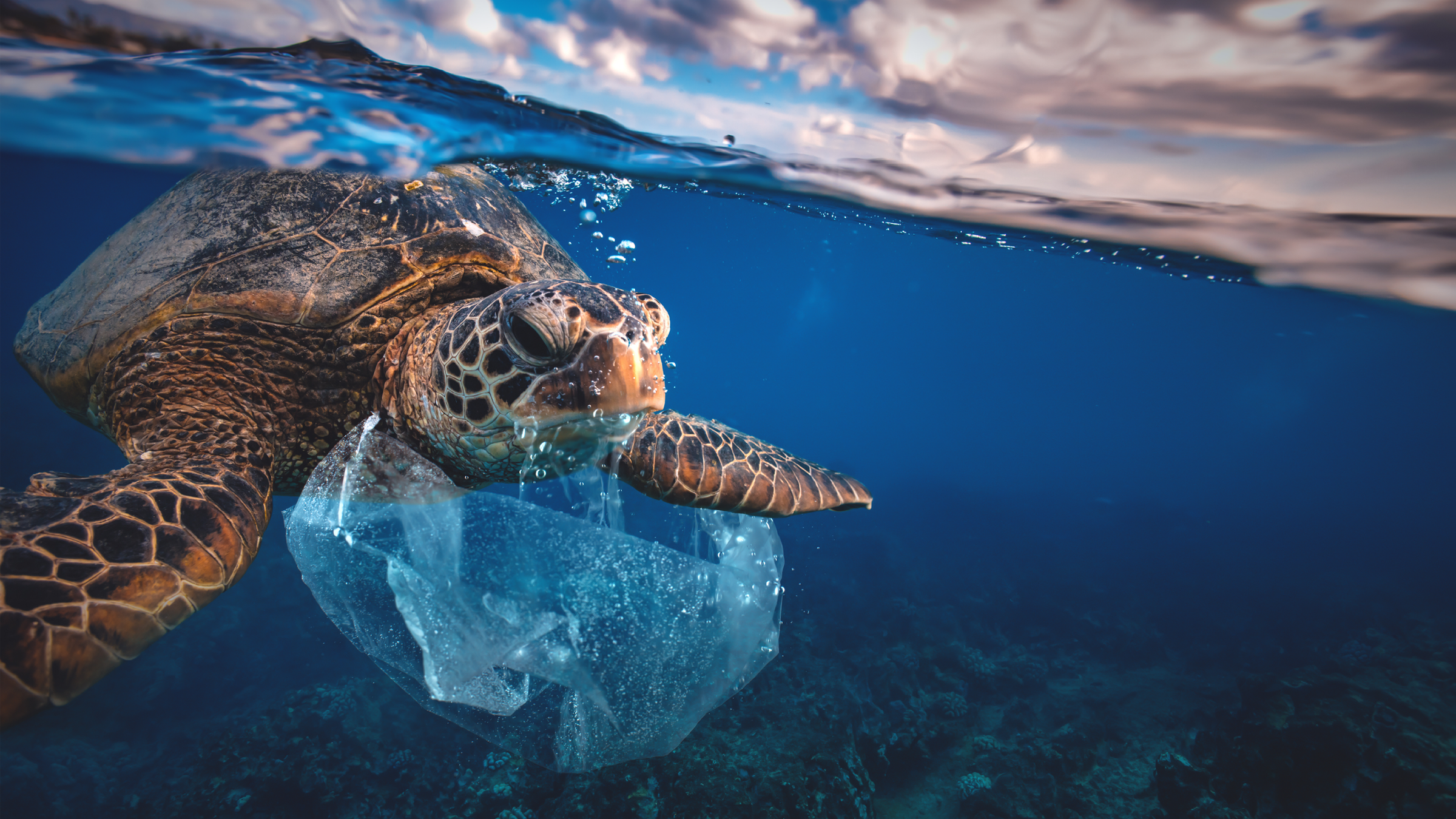 Une photo d'une tortue nageant entourée de sacs en plastique.