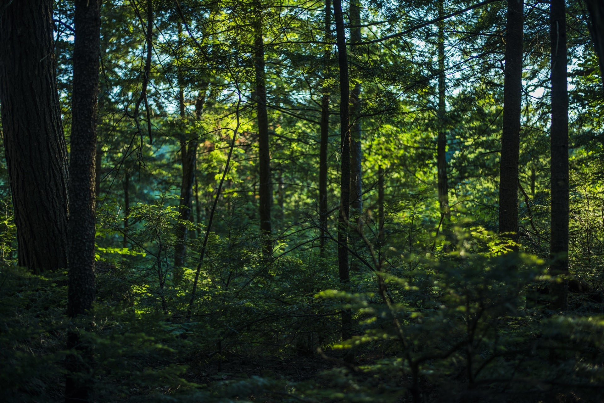 Une image d’une forêt épaisse.